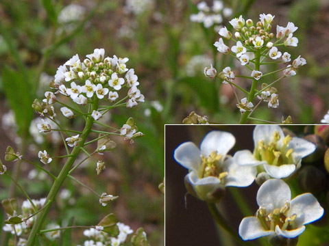 Candytuft Flowers on Sbookshelf