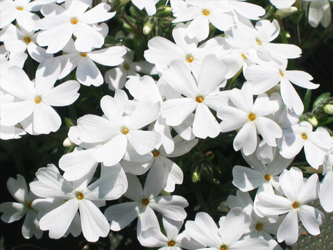 真っ白な花びらの花の画像