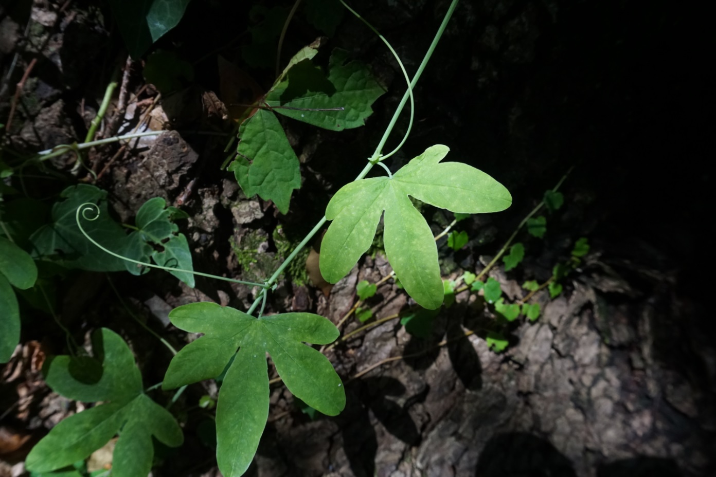 ツル性の植物