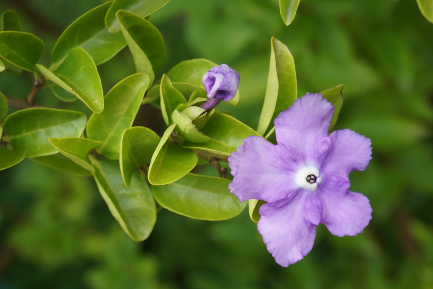 薄紫が綺麗な花
