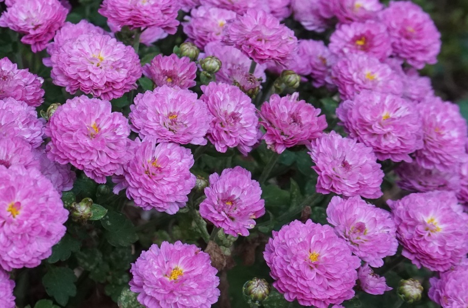鮮やかなピンク色の花