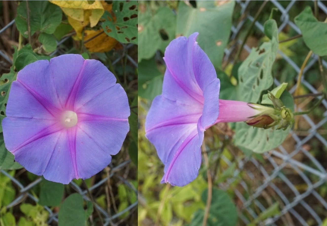 Re: 紫色の花